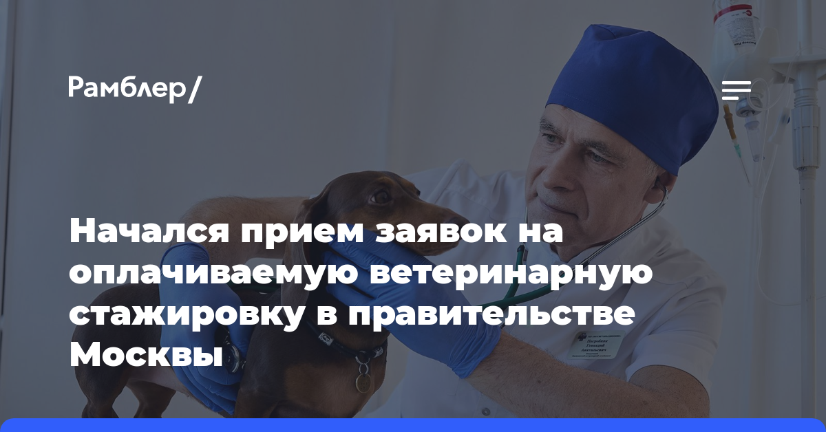Начался прием заявок на оплачиваемую ветеринарную стажировку в правительстве Москвы