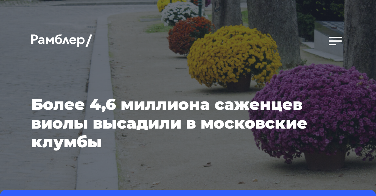 Более 4,6 миллиона саженцев виолы высадили в московские клумбы