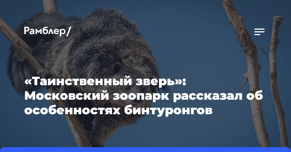 «Таинственный зверь»: Московский зоопарк рассказал об особенностях бинтуронгов