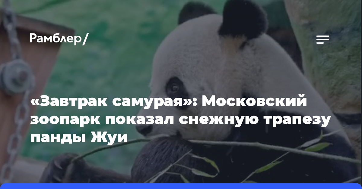 «Завтрак самурая»: Московский зоопарк показал снежную трапезу панды Жуи