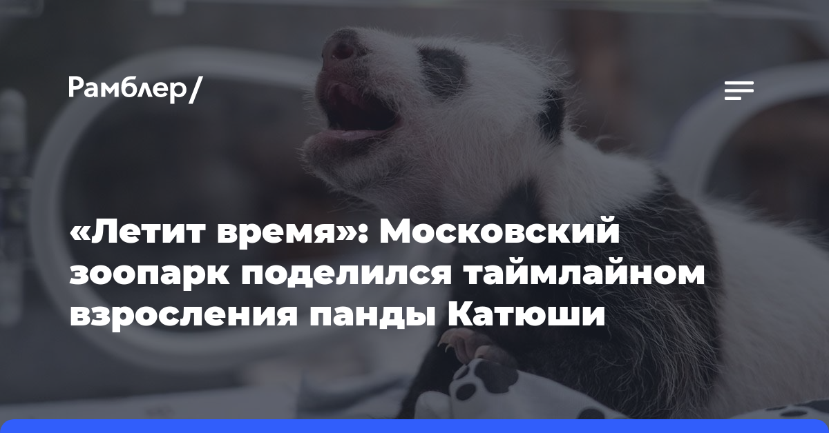 «Летит время»: Московский зоопарк поделился таймлайном взросления панды Катюши