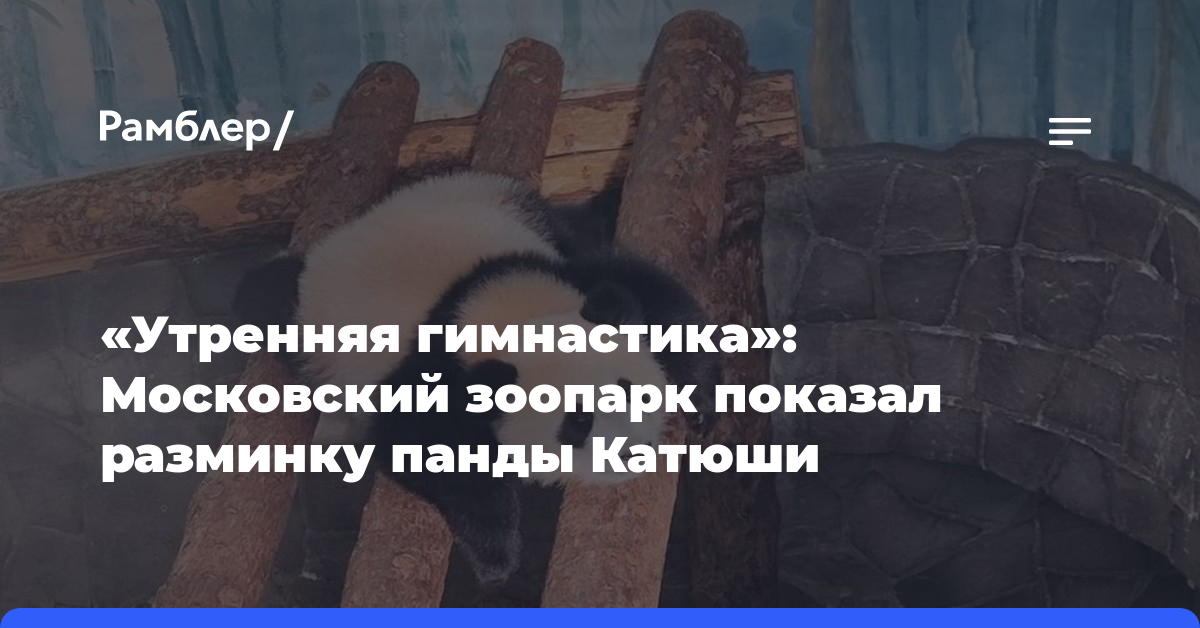 «Утренняя гимнастика»: Московский зоопарк показал разминку панды Катюши