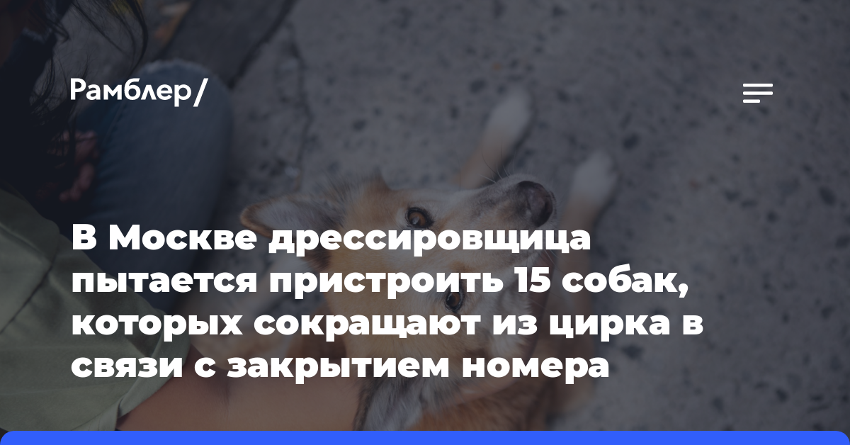 В Москве дрессировщица пытается пристроить 15 собак, которых сокращают из цирка в связи с закрытием номера