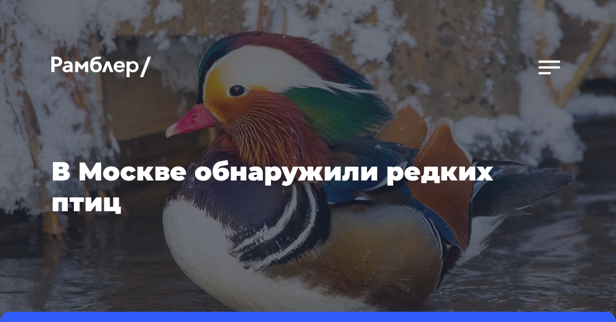Серая цапля и утка-мандаринка: москвичам рассказали о редких пернатых в городе