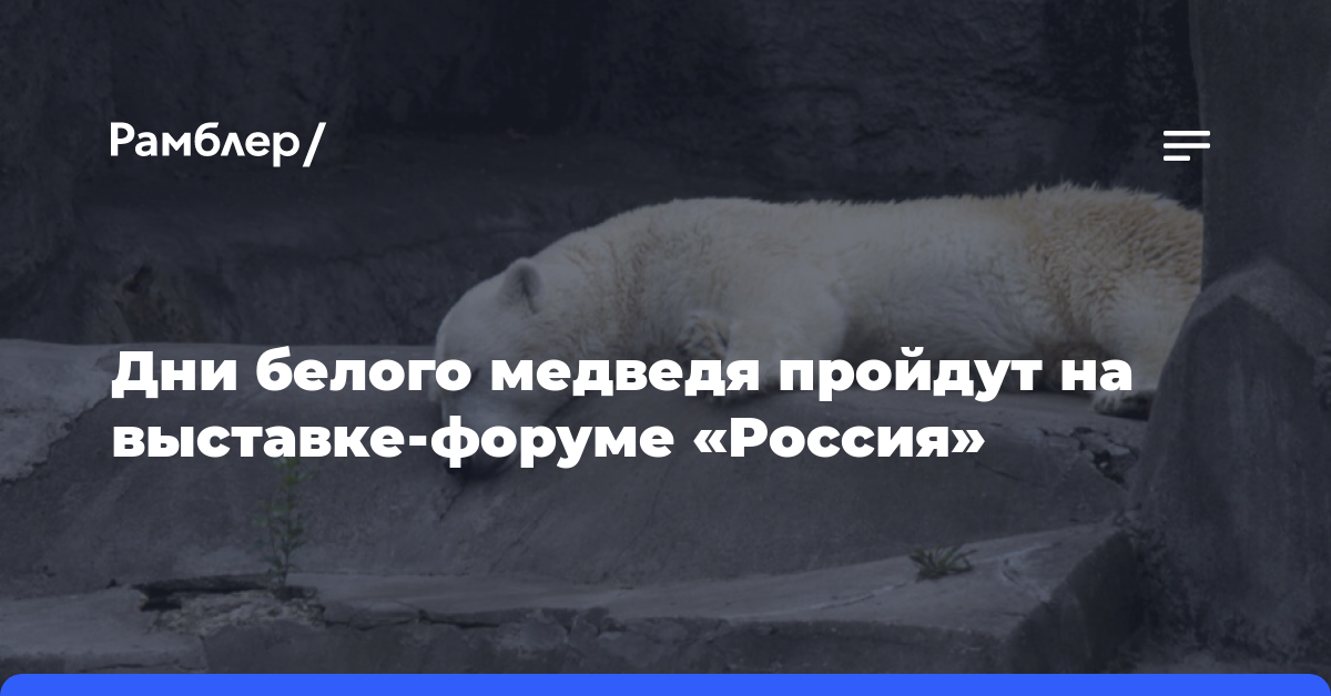 Дни белого медведя пройдут на выставке-форуме «Россия»