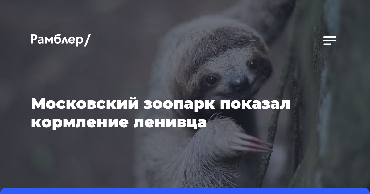 «Что вы знаете о безделии»: Московский зоопарк показал кормление ленивца