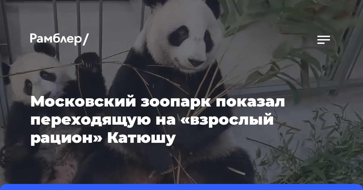 «Продолжаем»: Московский зоопарк показал переходящую на «взрослый рацион» Катюшу