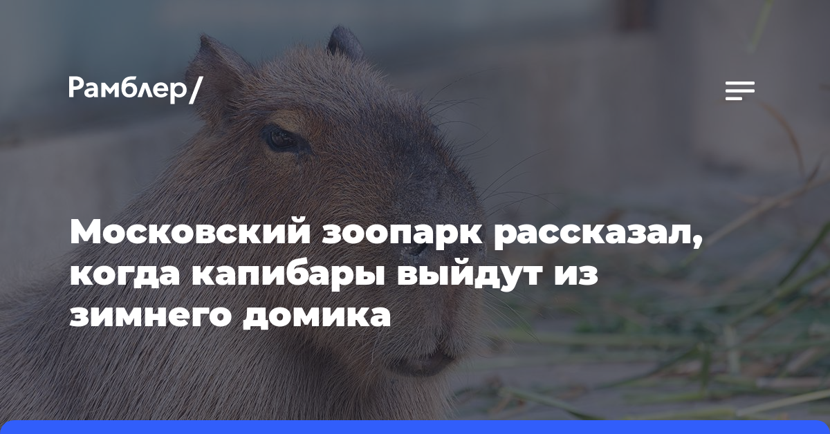 Московский зоопарк рассказал, когда капибары выйдут из зимнего домика
