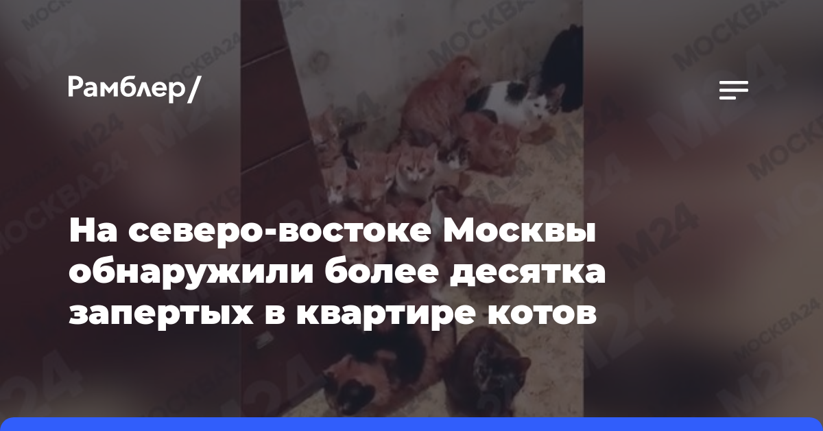 На северо-востоке Москвы обнаружили более десятка запертых в квартире котов
