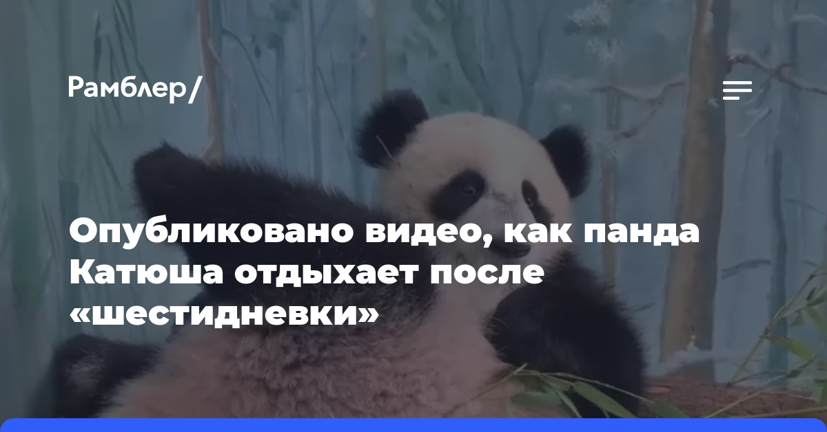 Опубликовано видео, как панда Катюша отдыхает после «шестидневки»
