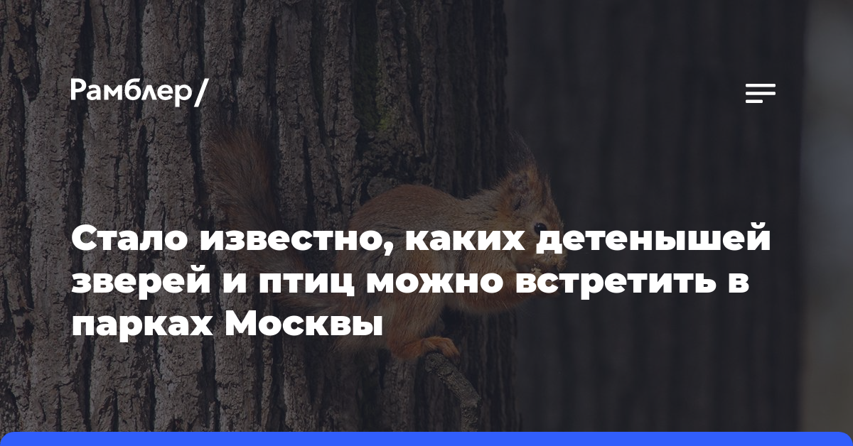 Стало известно, каких детенышей зверей и птиц можно встретить в парках Москвы