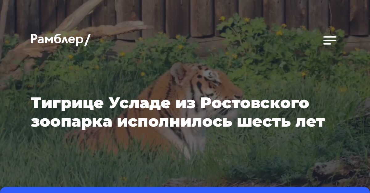 Тигрице Усладе из Ростовского зоопарка исполнилось шесть лет