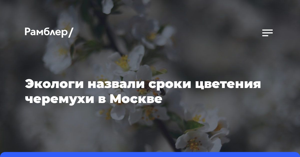 Экологи назвали сроки цветения черёмухи в Москве