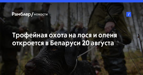 Трофейная охота на лося и оленя откроется в Беларуси 20 августа